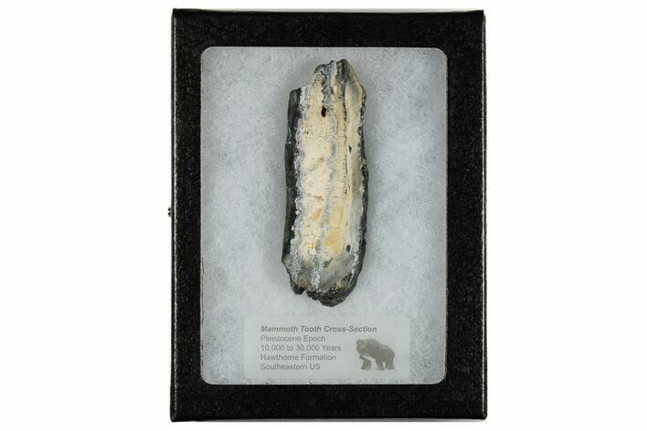 Mammoth Molar Slice with Case - South Carolina #180532